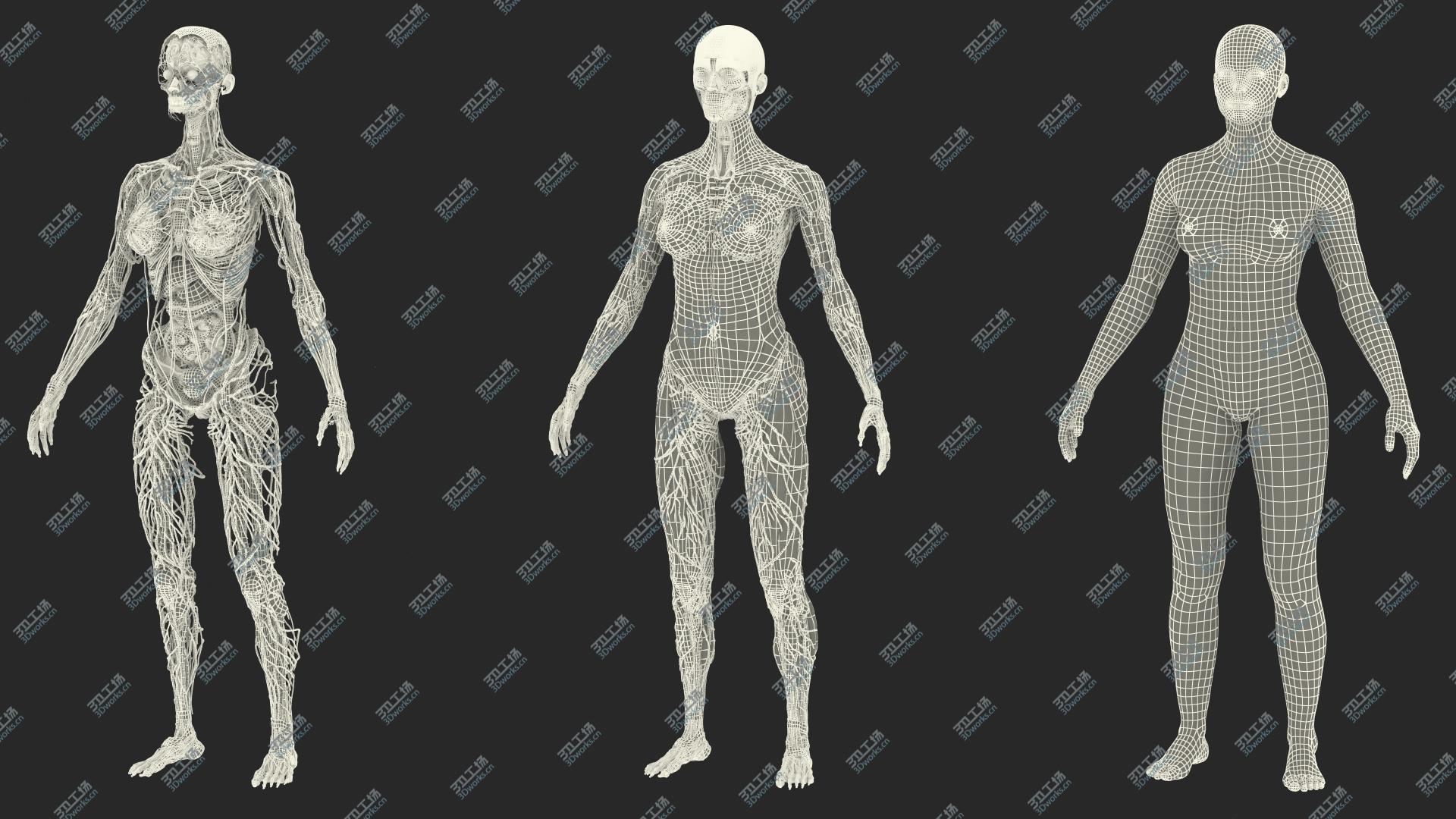 images/goods_img/20210114/Complete Female Body Anatomy 3D model/4.jpg